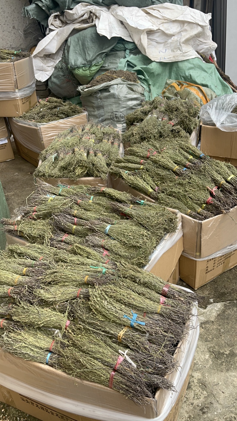 独脚金好货新货，颜色绿，品质好，规格齐全，一手货源