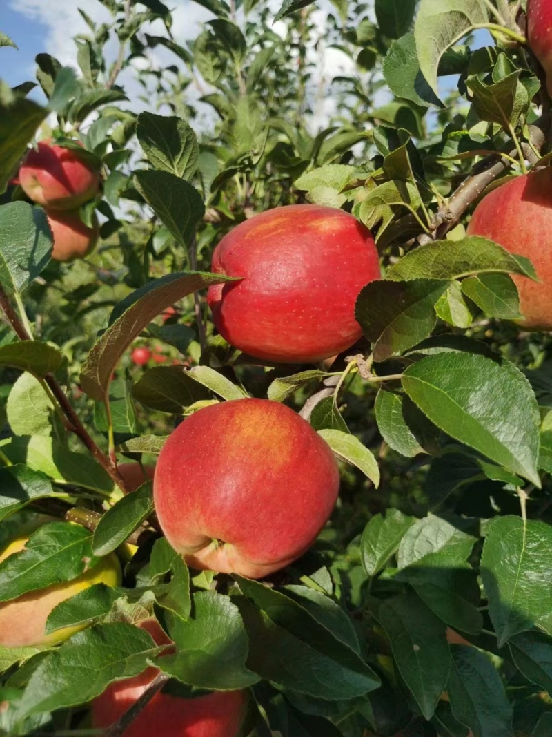 昭通华硕苹果产地直发，大量上市，对接市场商超口感好