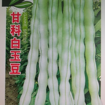 豆角种子