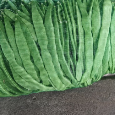 豆角大量上市精品一级二级通货