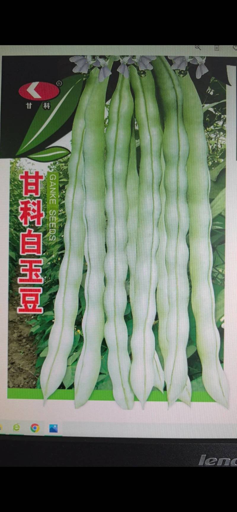 豆角种子