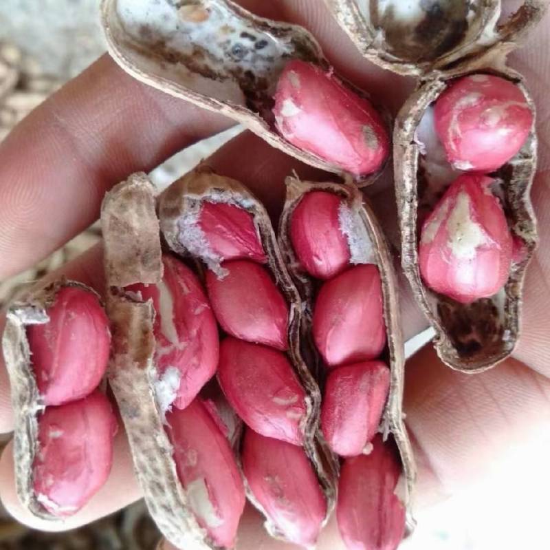 精选鲜花生，四粒红花生，老河口小白沙花生欢迎咨询