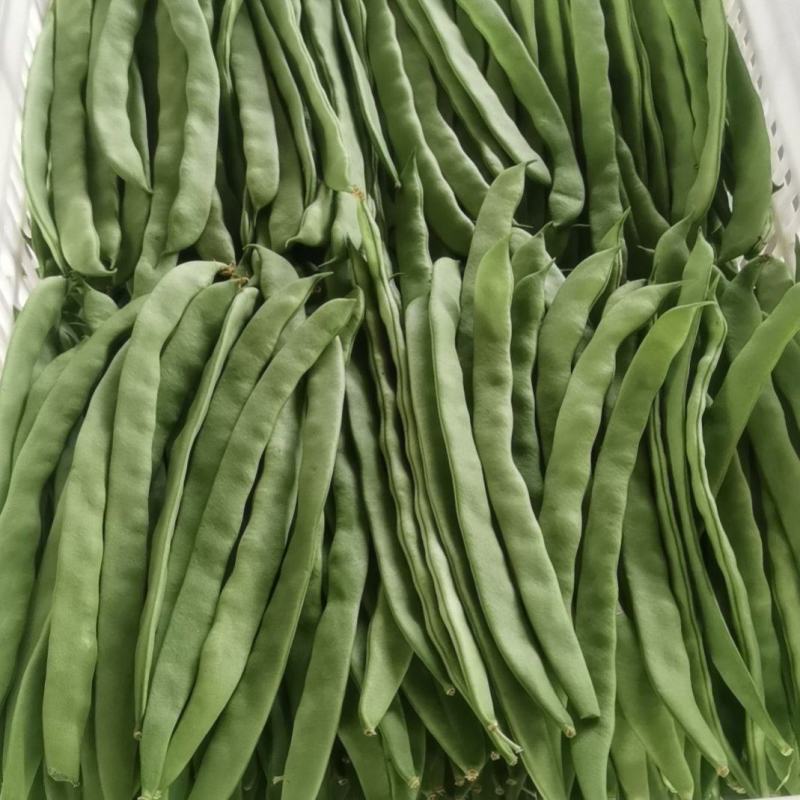豆角大量上市精品一级二级通货