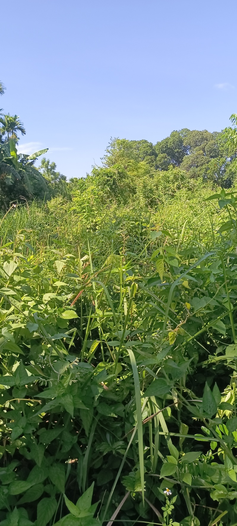 尝鲜必备牛大力自产自销新鲜保证性价比之选