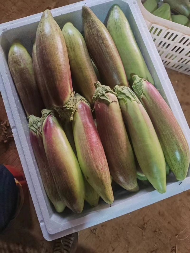 大条精品面包糯茄（冰川茄子）冰淇淋茄子