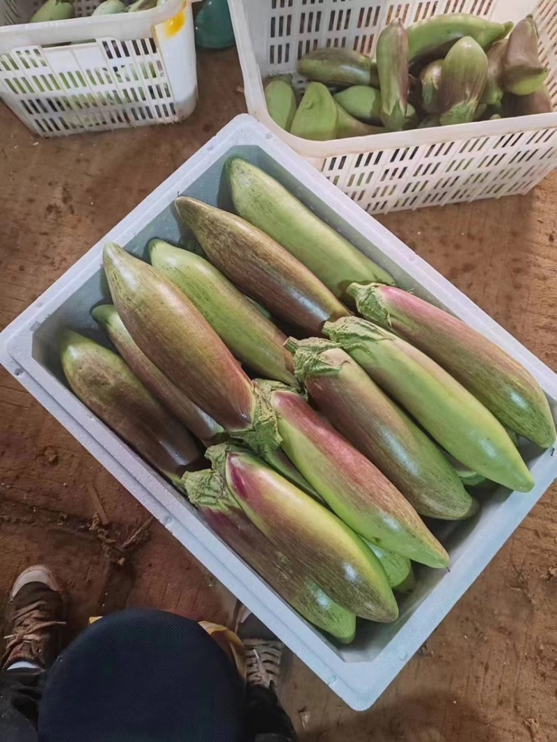大条精品面包糯茄（冰川茄子）冰淇淋茄子