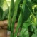 豆角大量
