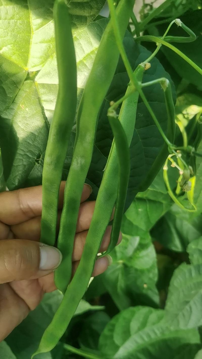 豆角大量