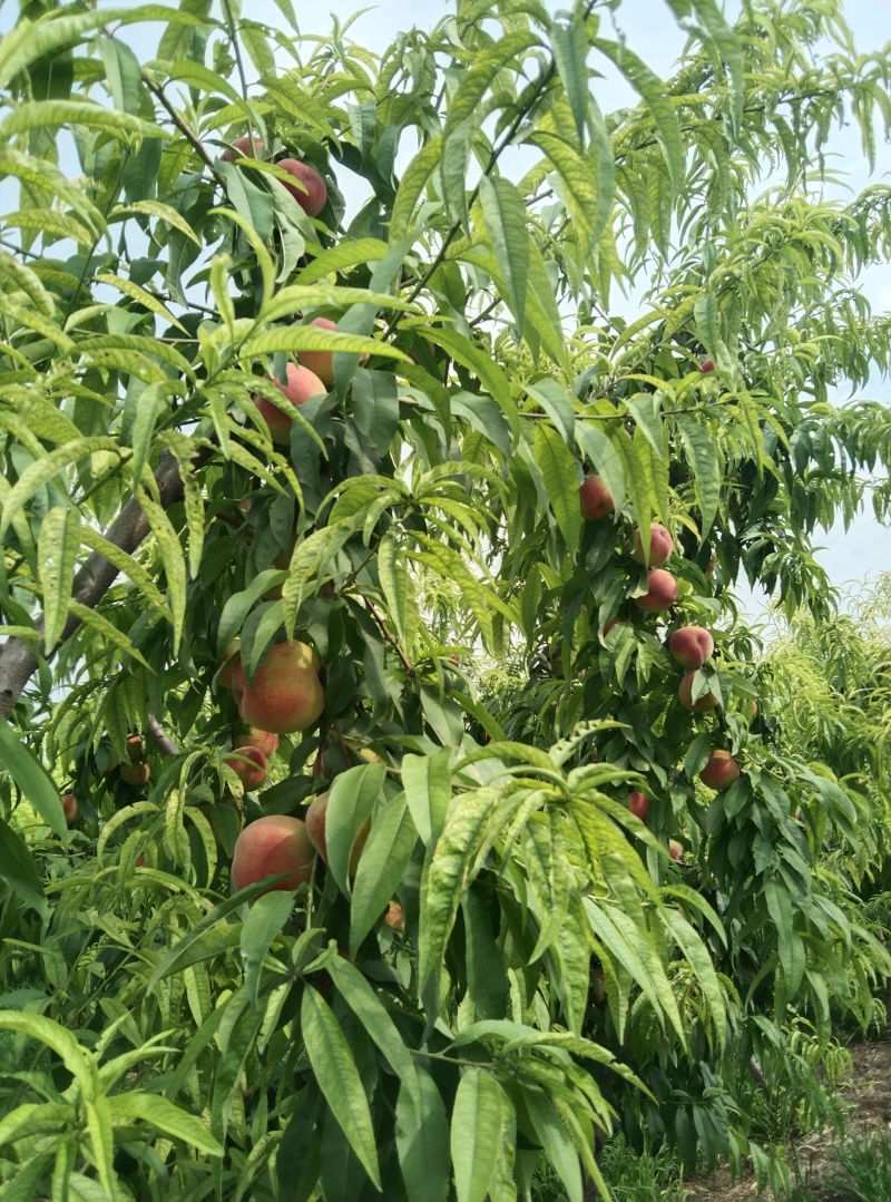 离核桃，硬度高，颜色好看，耐运输，全国发货