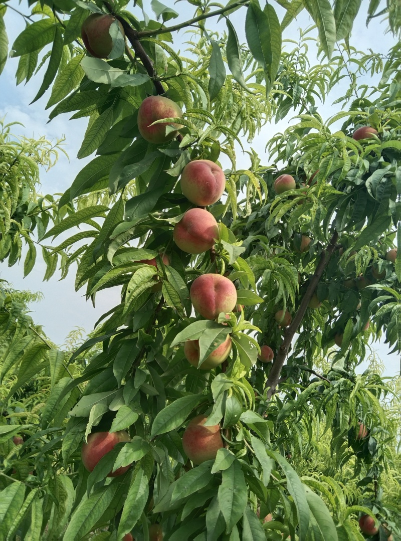 离核桃，硬度高，颜色好看，耐运输，全国发货