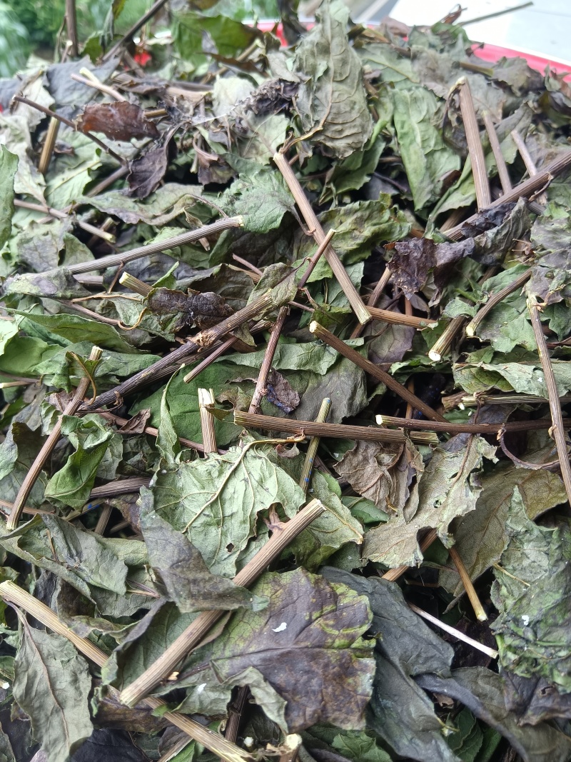 千里光，一手货场地直发量大从优