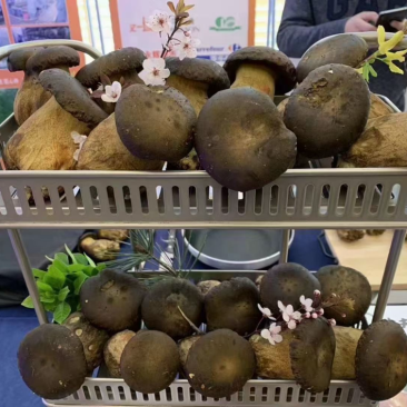 黑牛肝菌
