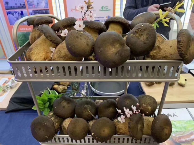 黑牛肝菌