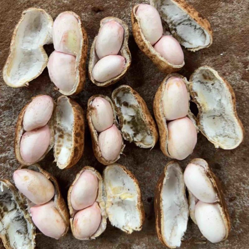 宜宾小白沙大量上市