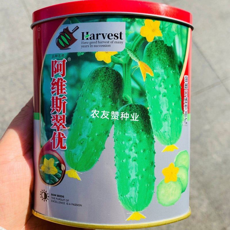 阿维斯翠优黄瓜种子强雌水果黄瓜种子口感脆甜节节有瓜