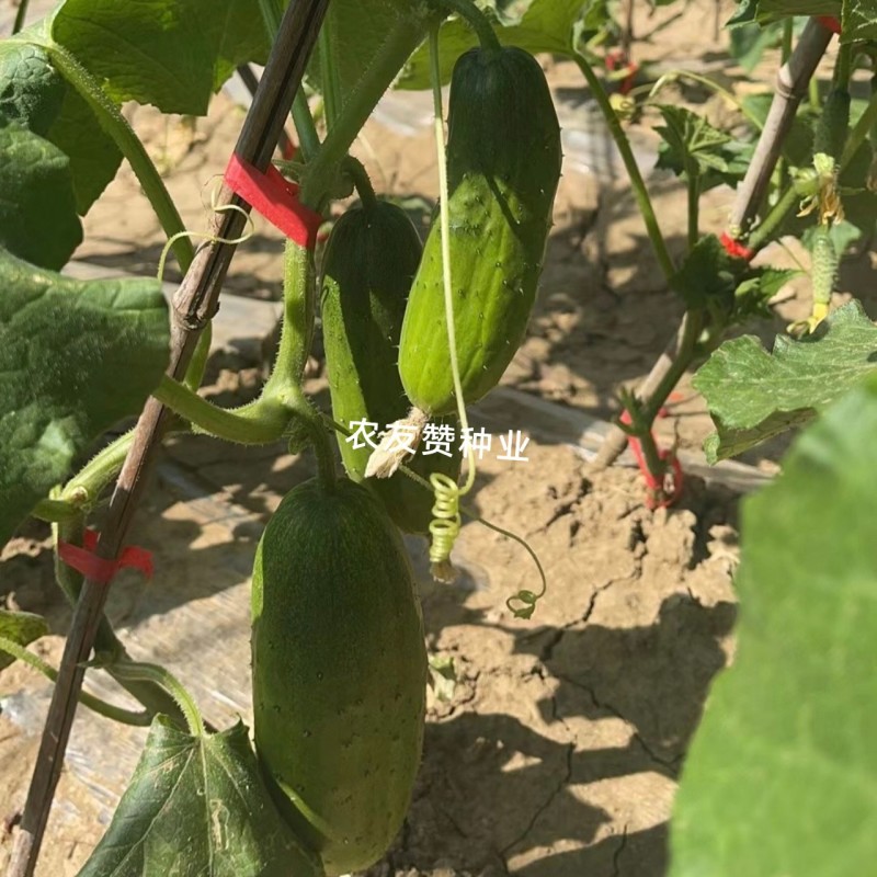 阿维斯翠优黄瓜种子强雌水果黄瓜种子口感脆甜节节有瓜