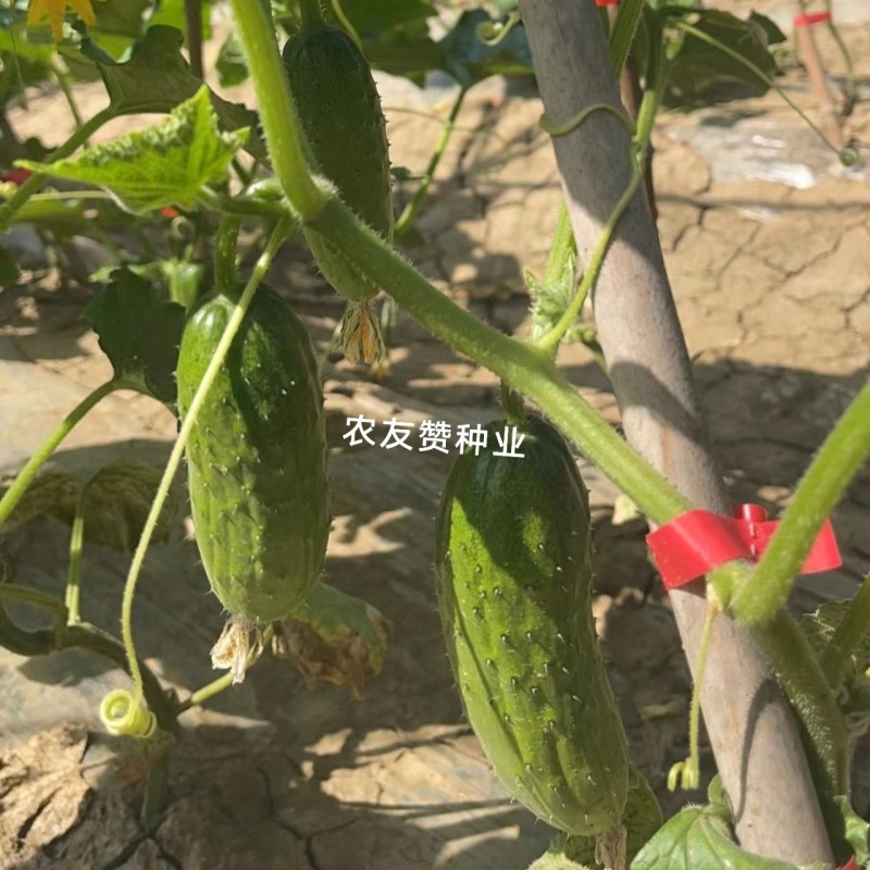 阿维斯翠优黄瓜种子强雌水果黄瓜种子口感脆甜节节有瓜