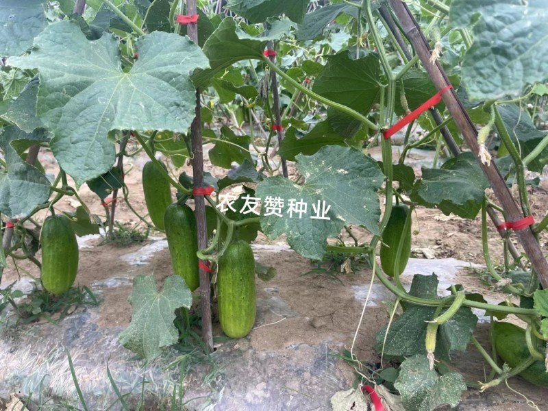 阿维斯翠优黄瓜种子强雌水果黄瓜种子口感脆甜节节有瓜