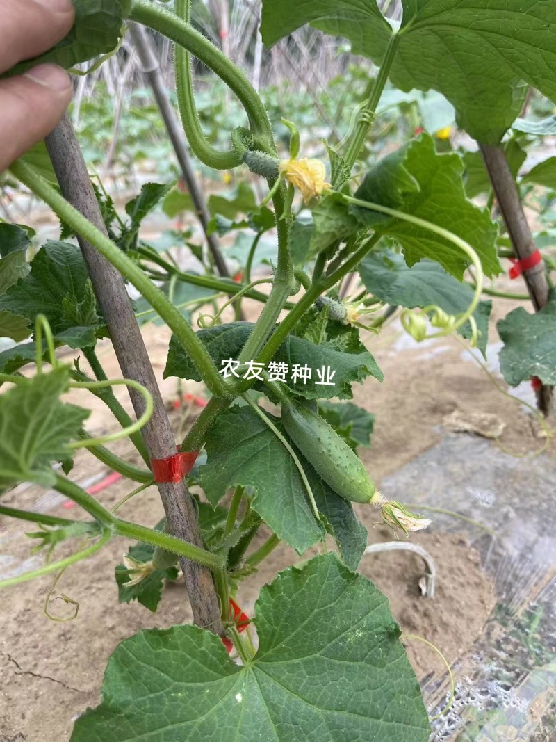 阿维斯翠优黄瓜种子强雌水果黄瓜种子口感脆甜节节有瓜