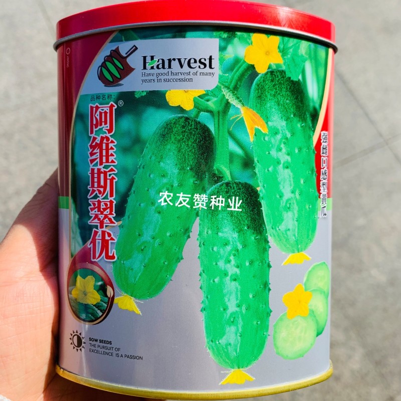 阿维斯翠优黄瓜种子强雌水果黄瓜种子口感脆甜节节有瓜