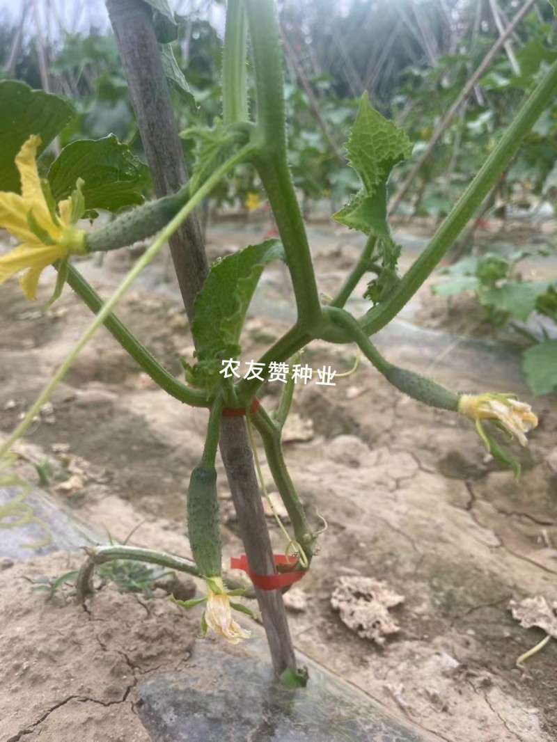 阿维斯翠优黄瓜种子强雌水果黄瓜种子口感脆甜节节有瓜
