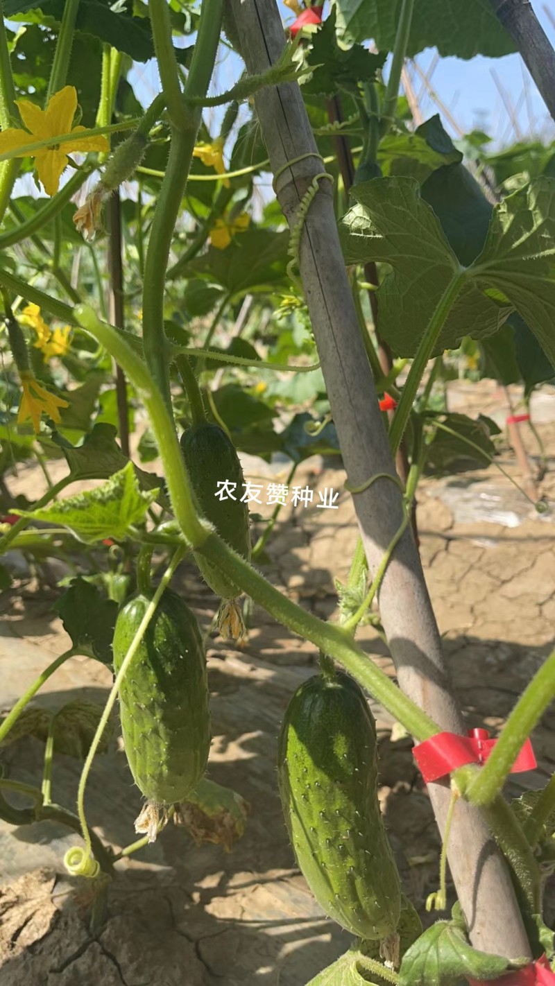 阿维斯翠优黄瓜种子强雌水果黄瓜种子口感脆甜节节有瓜