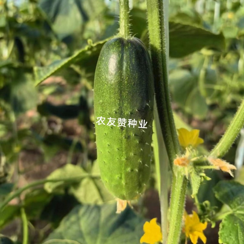 阿维斯翠优黄瓜种子强雌水果黄瓜种子口感脆甜节节有瓜