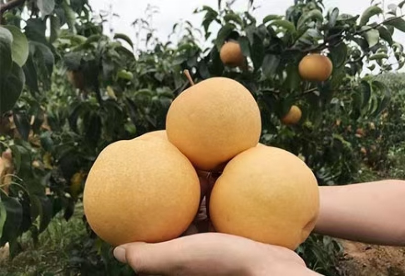 《丰水梨》产地直销，果行端正，皮薄无渣糖份高，全国代发