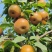 《秋月梨》产地供应，果型端正，皮薄无渣糖份高，全国代发