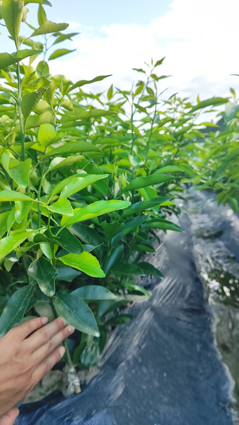 沃柑苗，柑橘苗，香橙头沃柑，无病害沃柑苗，基地批发柑橘苗