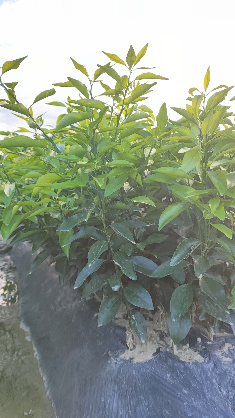 沃柑苗，柑橘苗，香橙头沃柑，无病害沃柑苗，基地批发柑橘苗