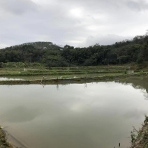 广东省梅州市丰顺县丰良镇生态泉水养殖基地，面积约25亩