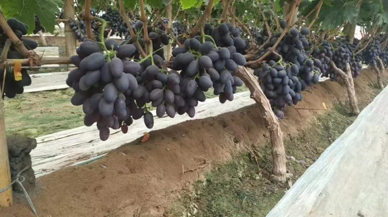 河北紫甜A17无核葡萄，产区直发，口感好颜色佳价格优