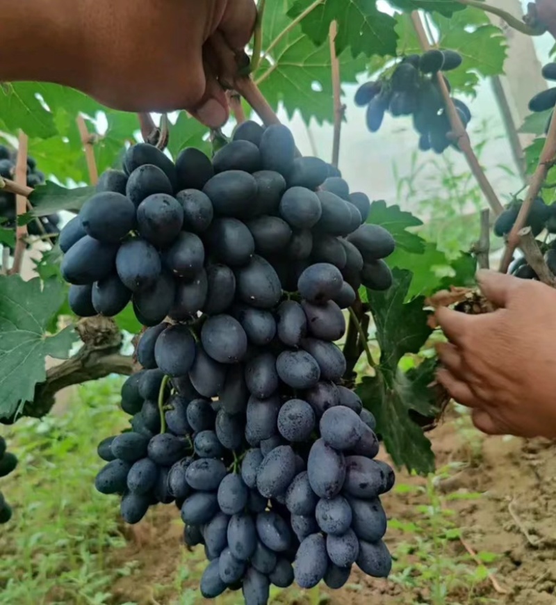河北紫甜A17无核葡萄，产区直发，口感好颜色佳价格优