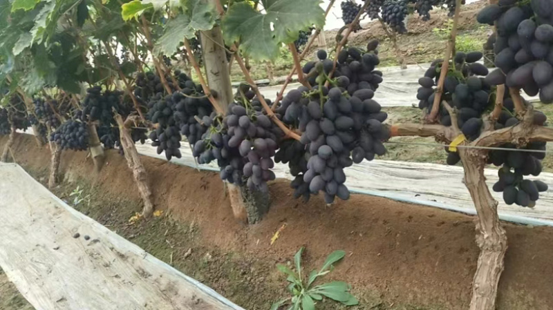 河北紫甜A17无核葡萄，产区直发，口感好颜色佳价格优