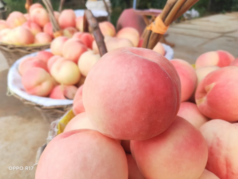 脆甜邮莲蜜上市