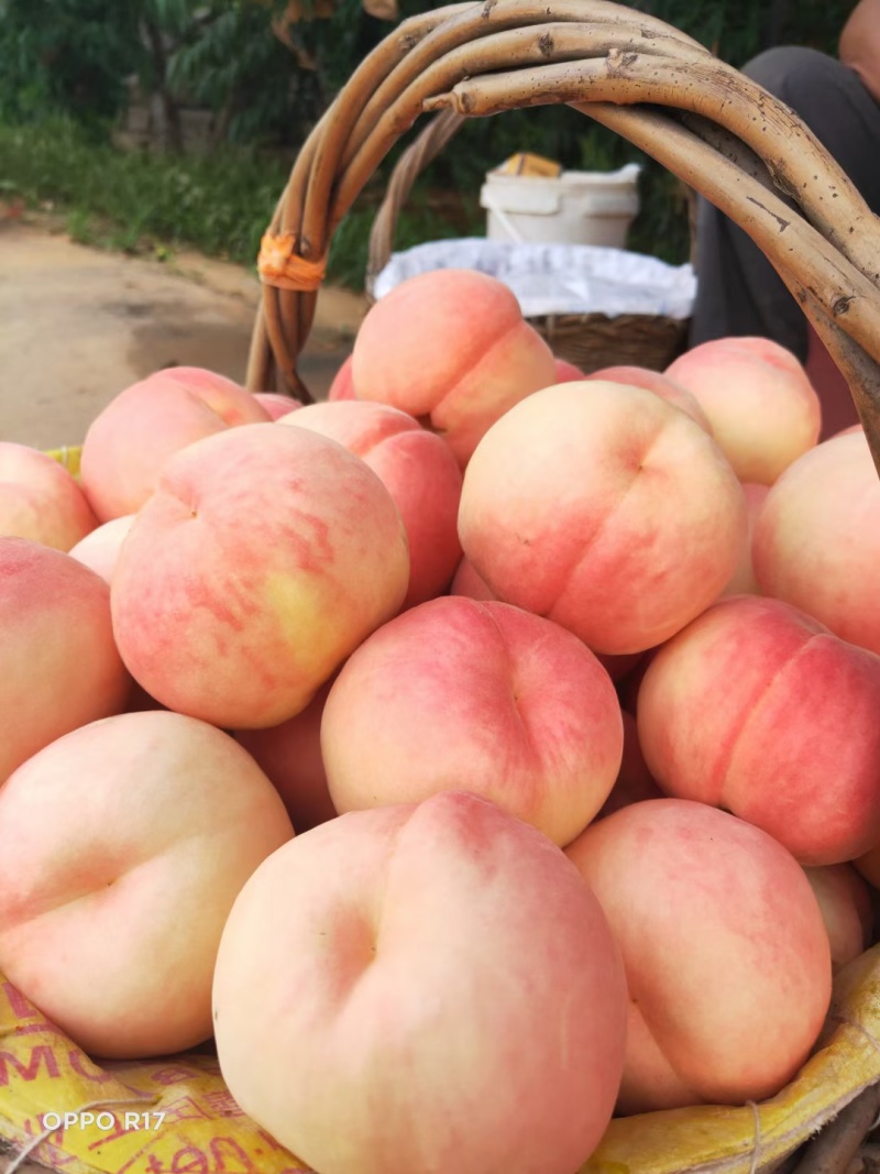 脆甜邮莲蜜上市