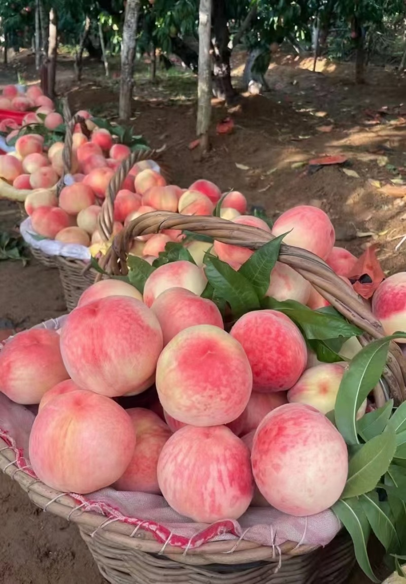 脆甜邮莲蜜上市