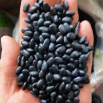 扁粒黑芽豆