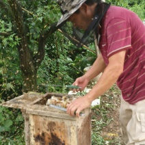 巴东土蜂蜜