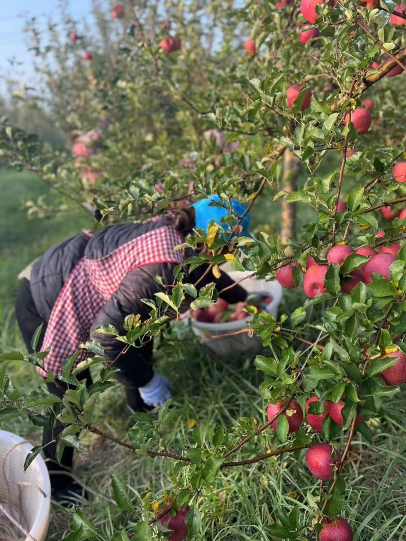 昭通丑苹果，保证不套袋不打蜡，欢迎提前洽谈