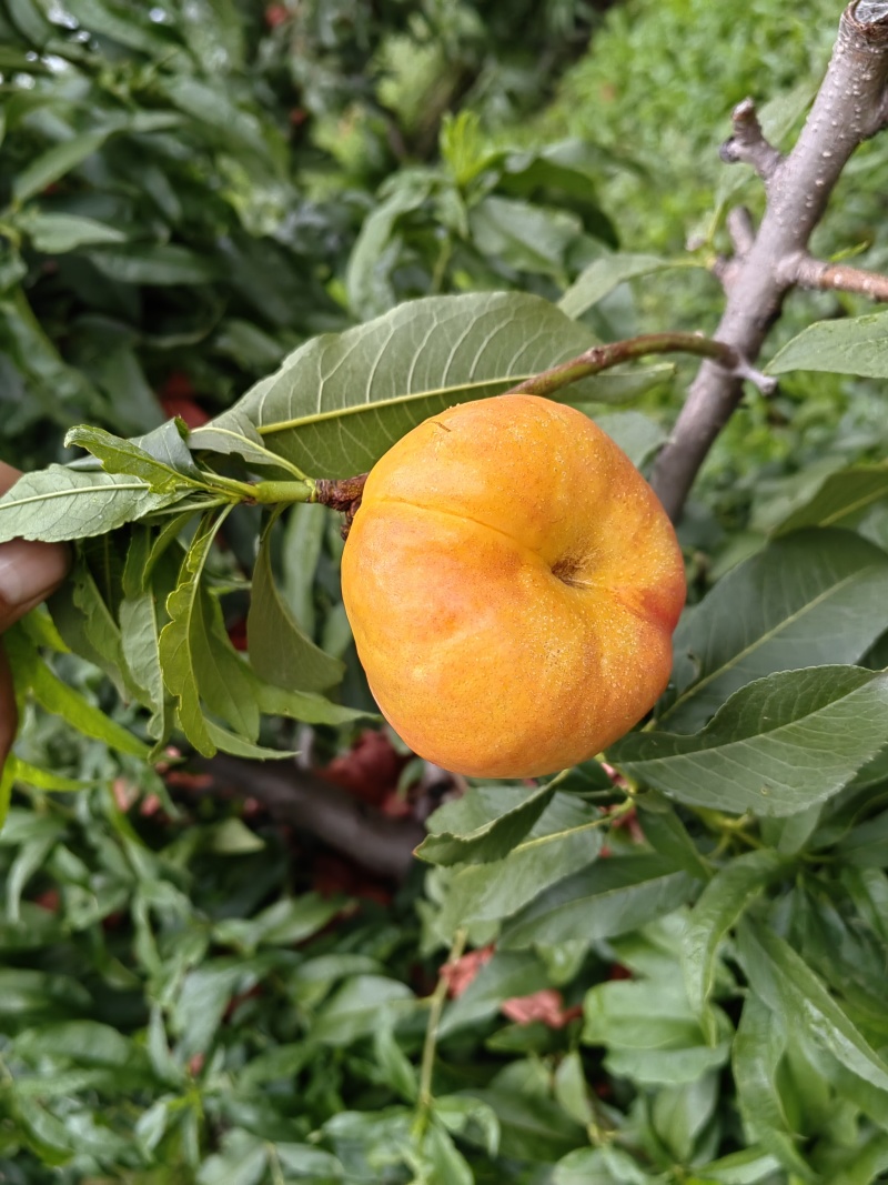 油蟠7-7大量上市，