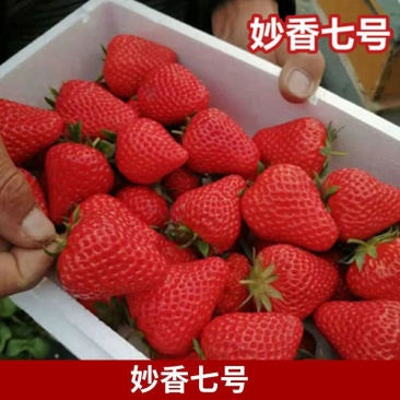 妙香7号脱毒草莓苗成活率高品种优良产量高