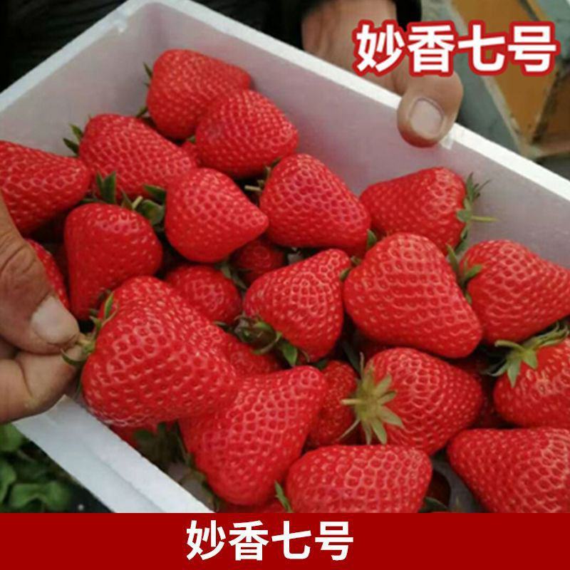 妙香7号脱毒草莓苗成活率高品种优良产量高