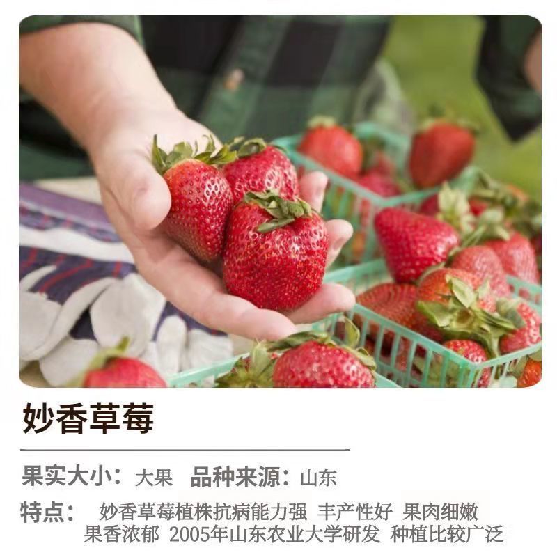 妙香7号脱毒草莓苗成活率高品种优良产量高