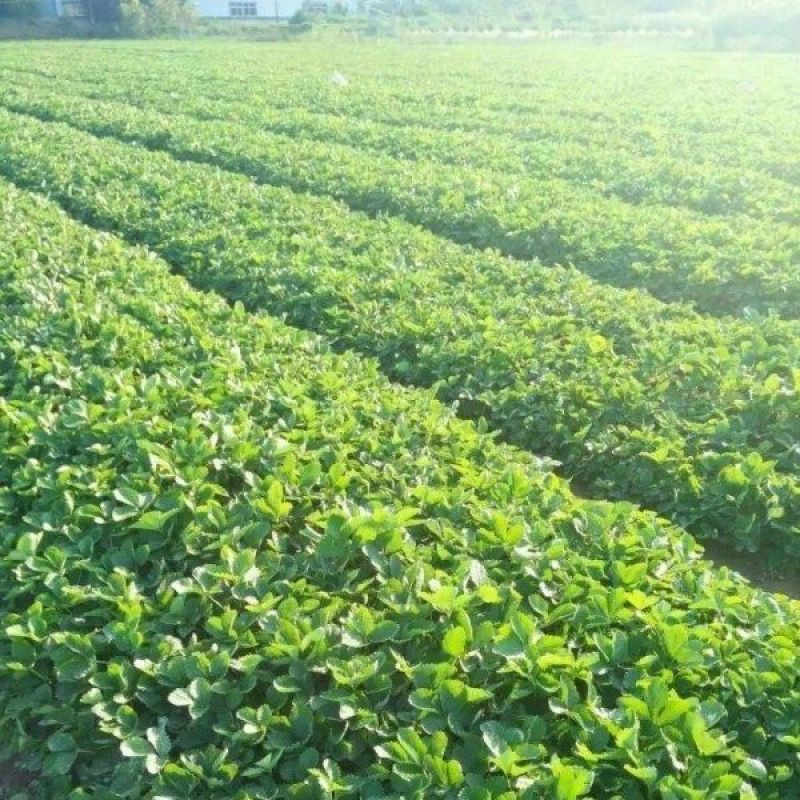 妙香7号脱毒草莓苗成活率高品种优良产量高