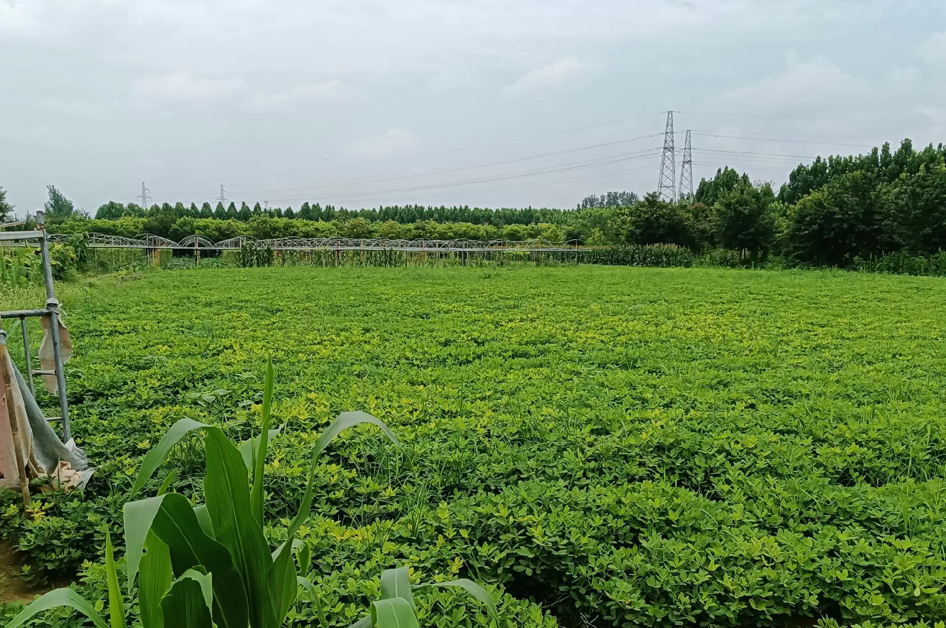 莒南县万亩花生种植基地航拍图