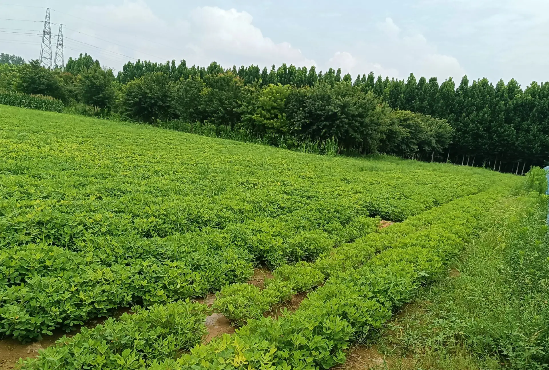 鲁花14号种植田地