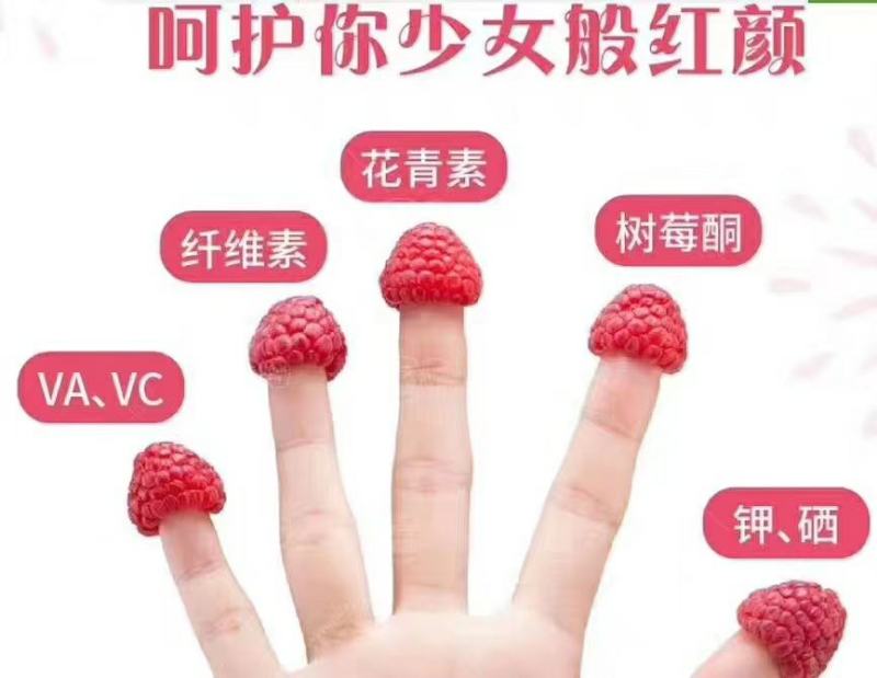 树莓苗双季红树莓苗树莓苗新品种波尔卡