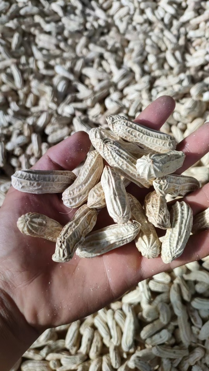 云南七彩花生品质保证诚信经营欢迎联系价格优惠